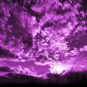 The Purple Zone نبض